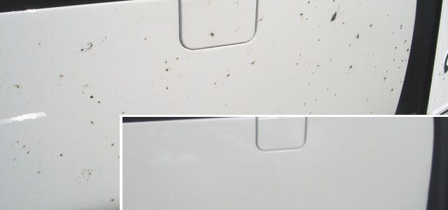Bugs Clean (High Concentrated)/Tẩy nhựa cây, phân chim (đậm đặc)